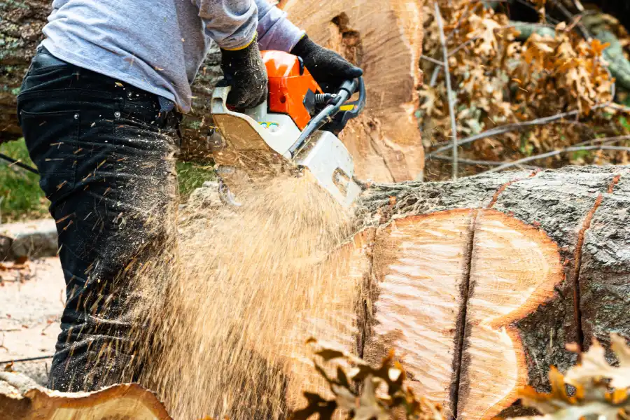 Professional Tree Removal in McKees Rocks, PA