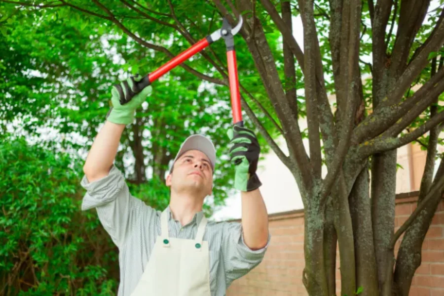 Tree Pruning Service