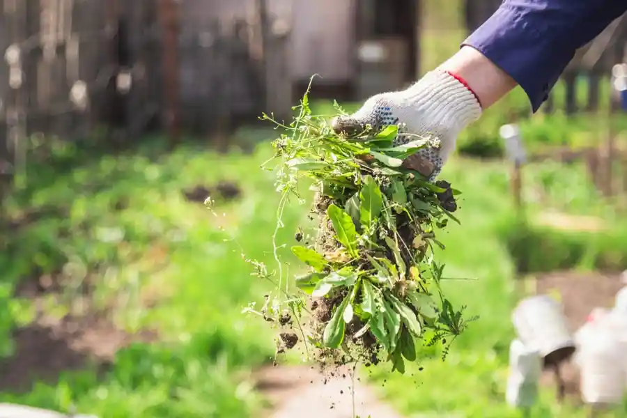 How Overgrown Shrubs Affect Your Landscaping Design McKees Rocks, PA