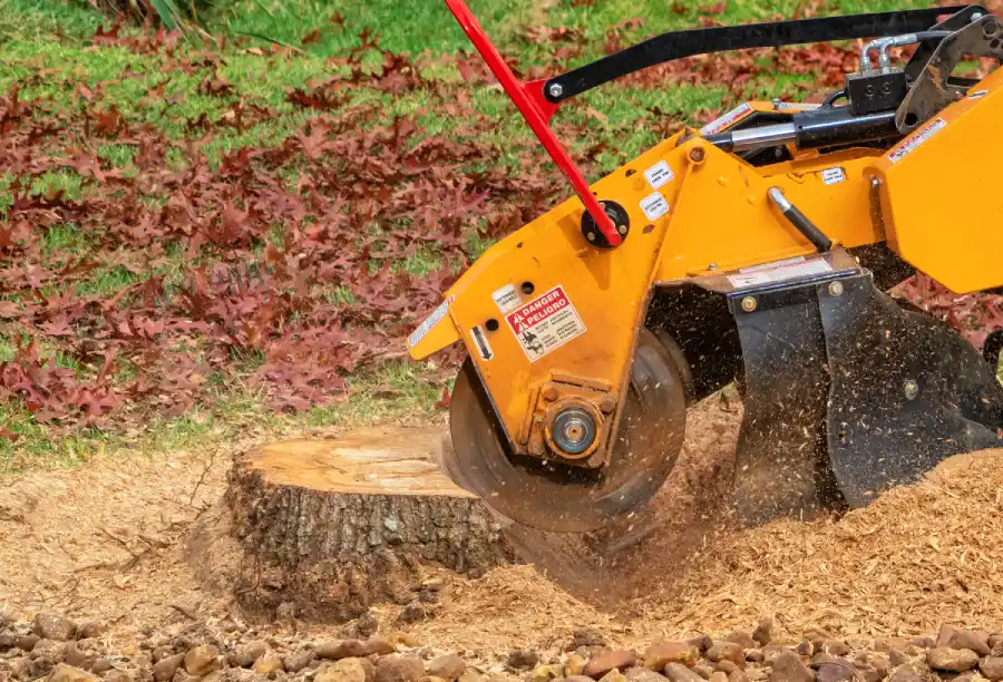 How Stump Grinding Protects Your Lawn From Root Decay McKees Rocks, PA
