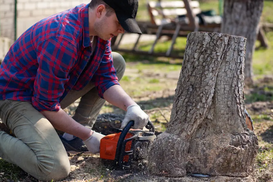 How Stump Grinding Protects Your Lawn From Root Decay in McKees Rocks, PA