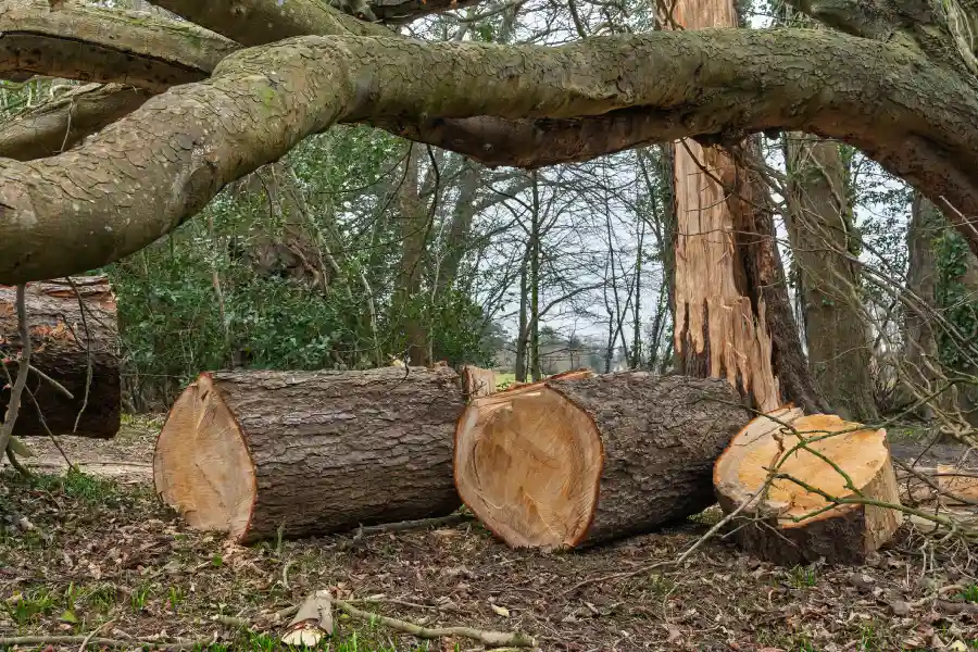 Preparing Your Property for Professional Tree Removal McKees Rocks, PA Preparing Your Property for Professional Tree Removal McKees Rocks, PA