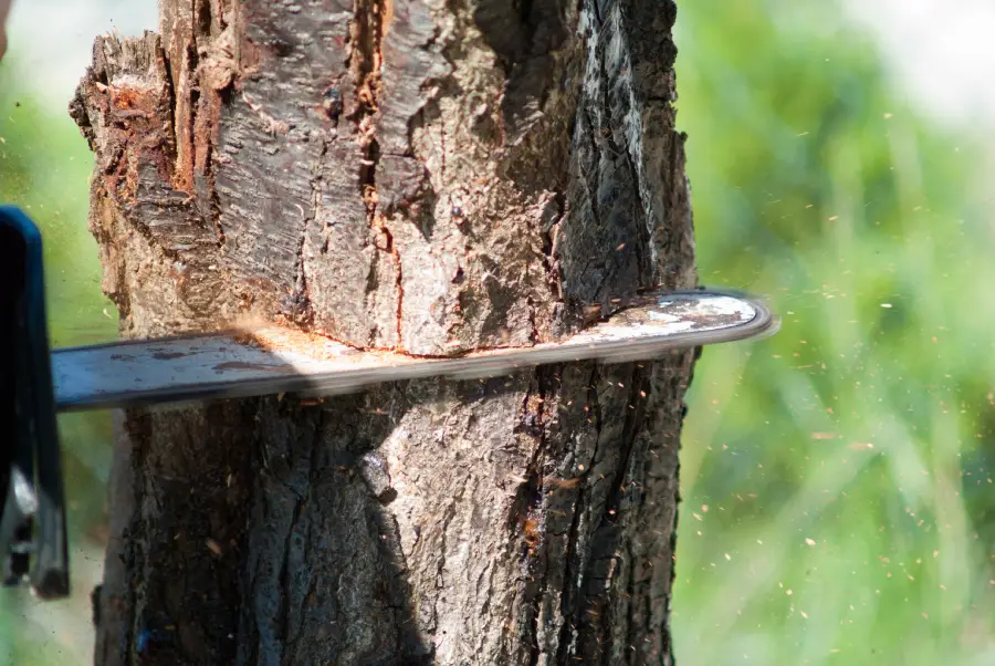 Preparing Your Property for Professional Tree Removal in McKees Rocks, PA Preparing Your Property for Professional Tree Removal in McKees Rocks, PA