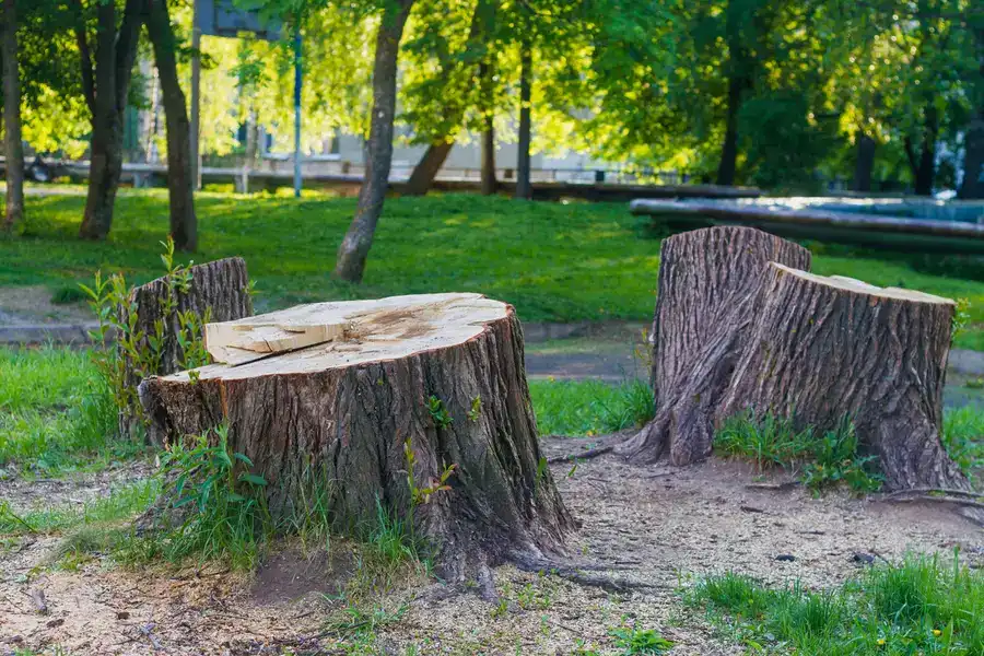 The Role of Stump Removal in Preventing Trip Hazards in McKees Rocks, PA
