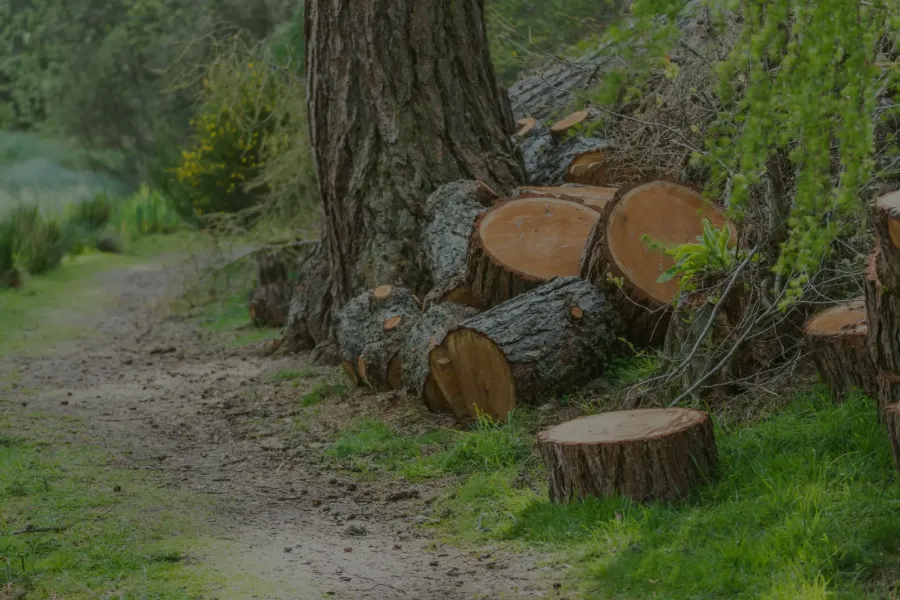 Understanding When Tree Removal Service Is Necessary in McKees Rocks, PA