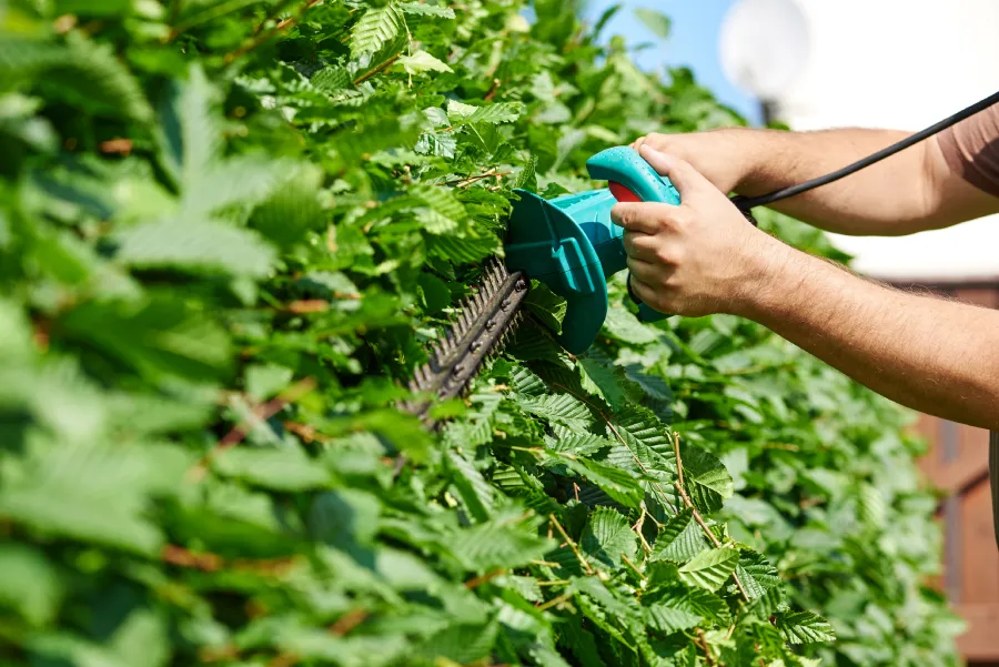 Affordable Shrub Trimming in McKees Rocks, PA