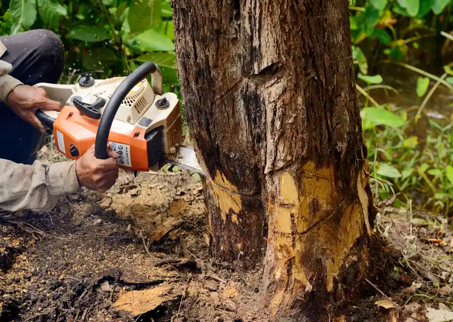 Affordable Tree Removal Service in McKees Rocks, PA