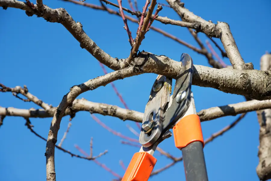 Excellent Tree Pruning Service in McKees Rocks, PA