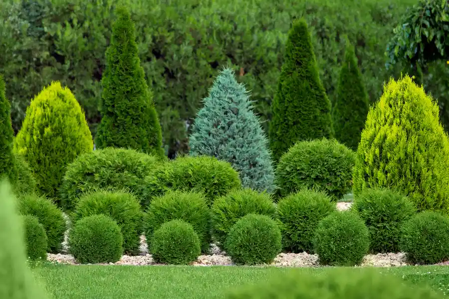 How Regular Shrub Trimming Enhances Curb Appeal in McKees Rocks, PA