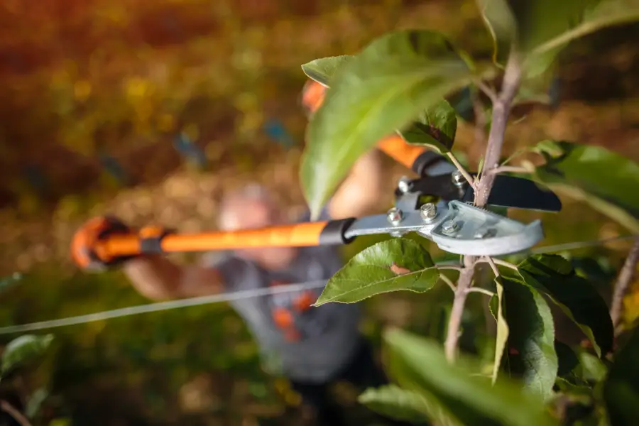 How Tree Pruning Service Improves Landscape Aesthetics McKees Rocks, PA