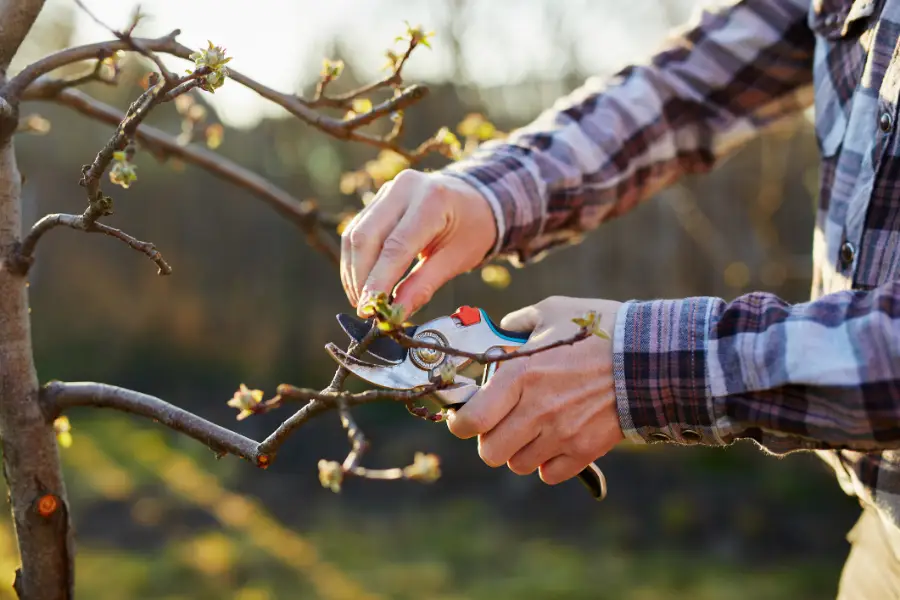 How Tree Pruning Service Improves Landscape Aesthetics McKees Rocks, PA