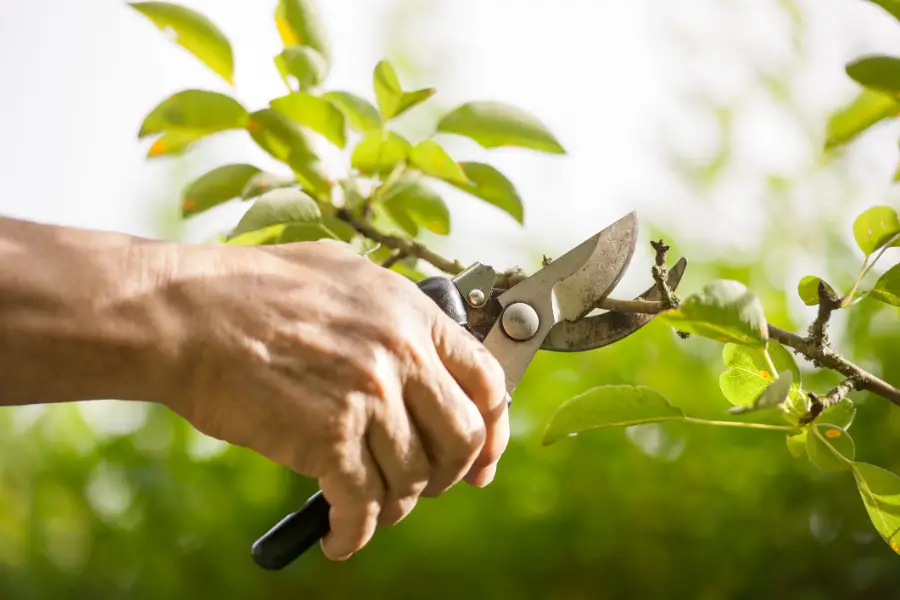 How Tree Pruning Service Promotes Healthy Tree Growth McKees Rocks, PA