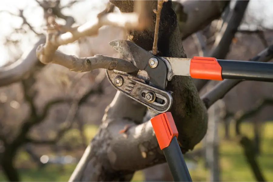 How Tree Pruning Service Promotes Healthy Tree Growth in McKees Rocks, PA