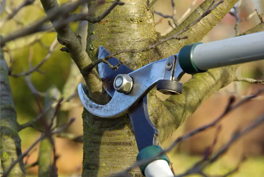 Outstanding Tree Pruning Service in McKees Rocks, PA
