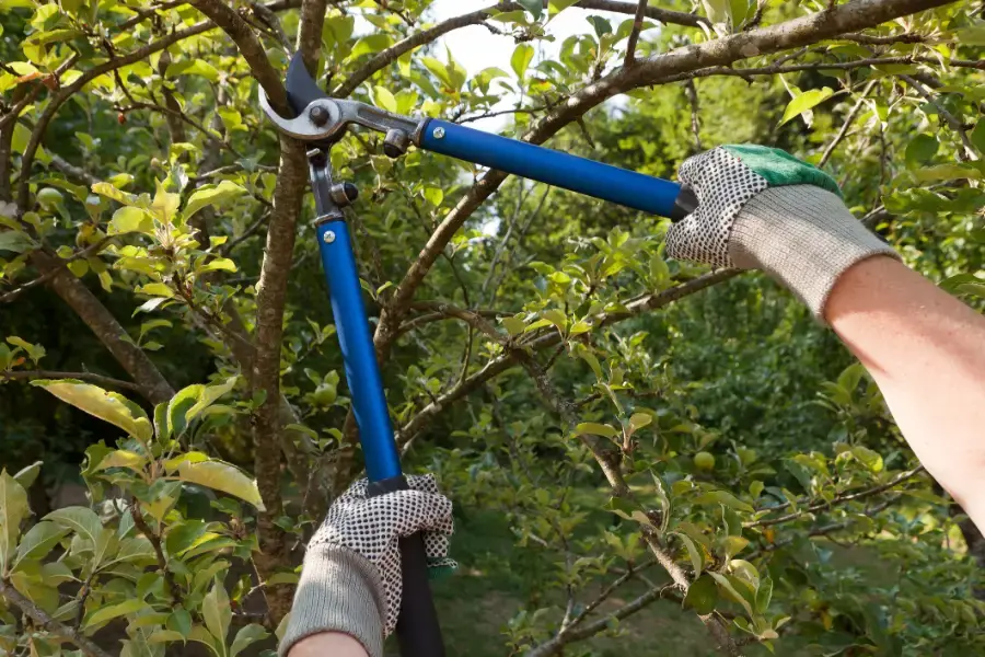 Professional Tree Pruning Service in McKees Rocks, PA