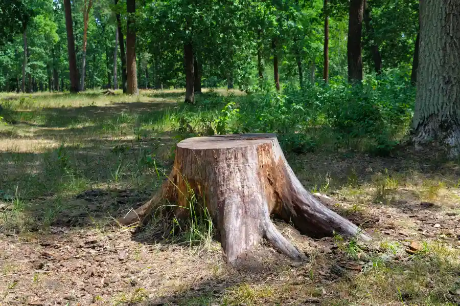 Reliable Stump Grinding Service in McKees Rocks, PA Reliable Stump Grinding Service in McKees Rocks, PA