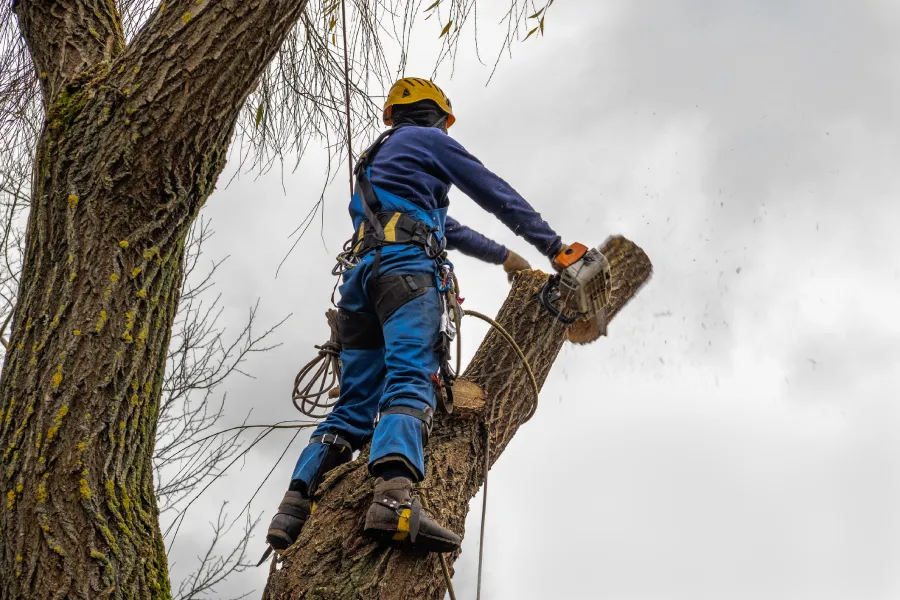 Reputed Tree Removal Service in McKees Rocks, PA
